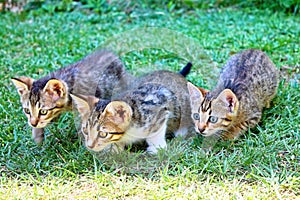 Three kitties lurking