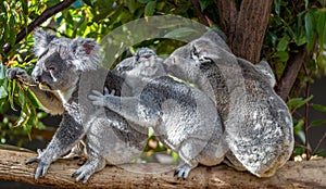 Three koalas sitting on a branch holding each other