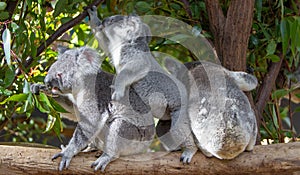 Three koalas sitting side by side on a branch