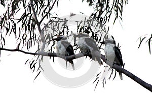 Three Kookaburras on a Tree Limb