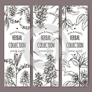 Three labels with star anise or badiane, liquorice and Digitalis lanata aka woolly foxglove sketch.