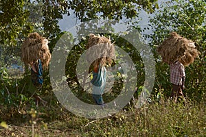 Three labourers carrying hay photo