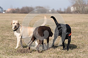 Three Labrador dog playing in the park