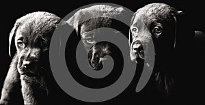 Three Labrador Puppies