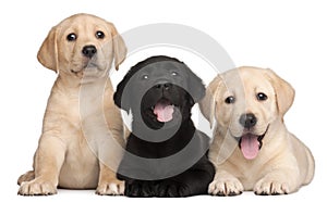 Three Labrador puppies, 7 weeks old
