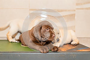 Three Labrador puppies,in front of blurred background.Closeup.Selective focus