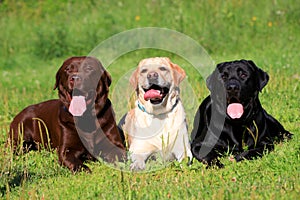 Three Labrador Retriever dogs on the grass