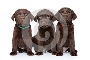 Three Labrador Retriever puppies