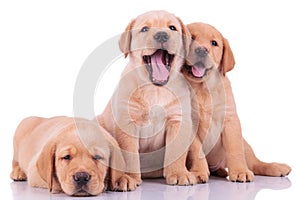 Three labrador retriever puppy dogs