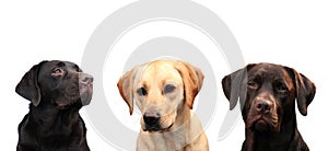 Three labrador sisters