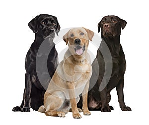 Three labrador sitting, isolated