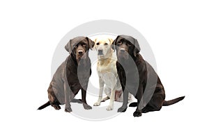 Three labradors