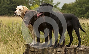 Three labradors