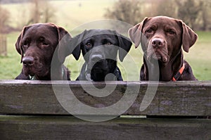 Three labradors