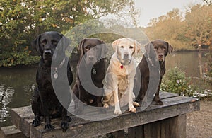 Three labradors