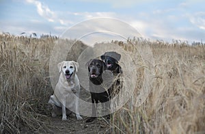 Three labradors in a barley field