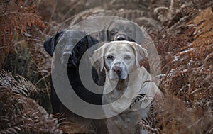 Three labradors in the colourful autumn forest