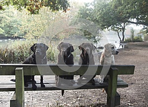 Three labradors