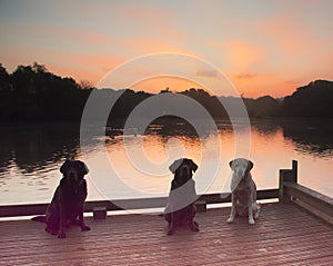 Three labradors