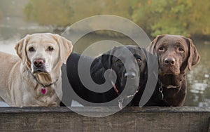 Three labradors