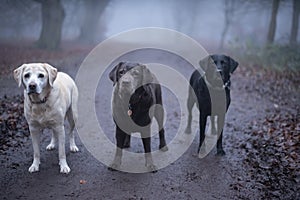 Three labradors in a foggy forest