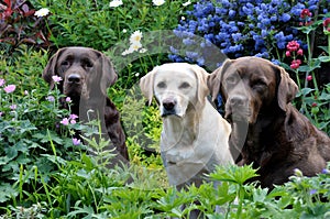 Three labradors