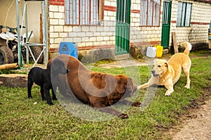 Three Labradors Playing