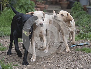 Three labradors playing in the garden