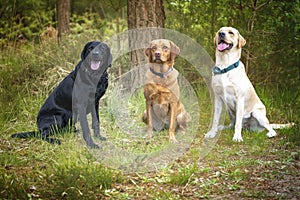 Three labradors posing in the forest - one blac - one fox red - one yellow