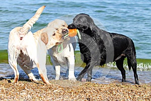 Three labradors at the sea playing with a ball