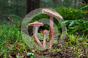 Three Laccaria mushrooms