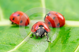 Three ladybugs on the green leaf