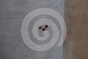 Three ladybugs resting