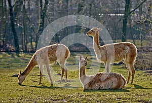 Three lamas on pasture photo