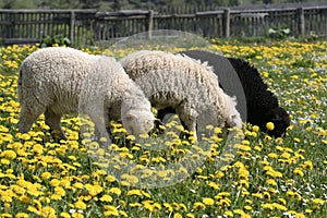 Three Lambs