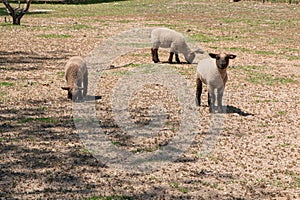 Three Lambs