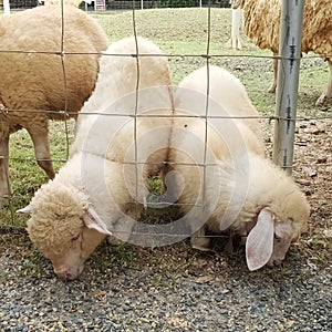 three lambs eating grass
