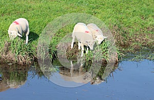 Three lambs, grassy bank with reflections in water