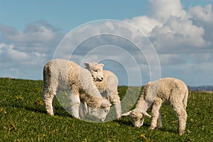 Three lambs grazing