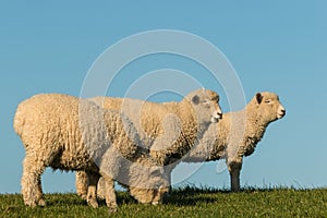 Three lambs grazing on meadow
