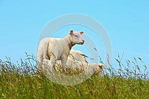 Three lambs in the high grass of the seawall on the Wadden island of Terschelling