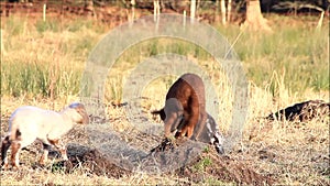 Three lambs jumping around, spring, white, brown, black