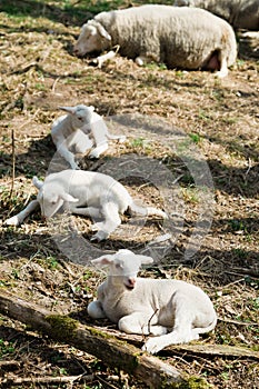 Three lambs lying on grass on bio farm