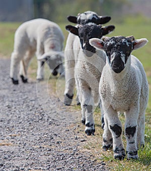Three lambs queue up in a line