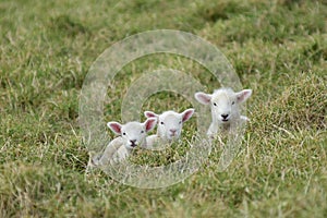 Three lambs resting in grass