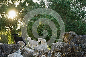 Three lambs stand atop rocky terrain, framed by the iconic cork oaks of Alentejo.