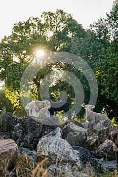 Three lambs stand atop rocky terrain, framed by the iconic cork oaks of Alentejo.