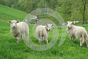 Three lambs standing