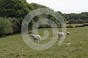 Three lambs standing in a field in Northamptonshire on a sunny summer`s day