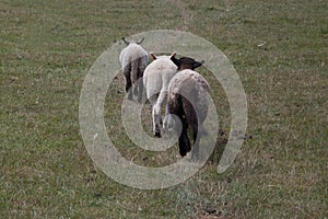 Three lambs walking along a trail in an open field, shot from behind